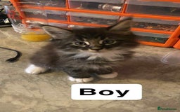 Maine Coon cats for sale: Full maine coon kittens for sale - Image 2