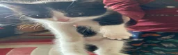 Mixed Breed cats for sale: Lovely fluffly black and white kittens  - Advert 5