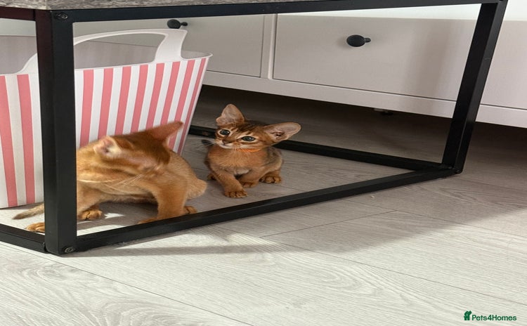 Abyssinian cats - Advert 9