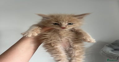 Maine Coon cats - Advert 16