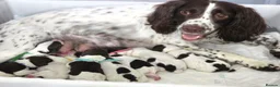 Sproodle dogs for sale: Springer Spaniel Miniature Poodle Sproodle Puppies - Advert 2