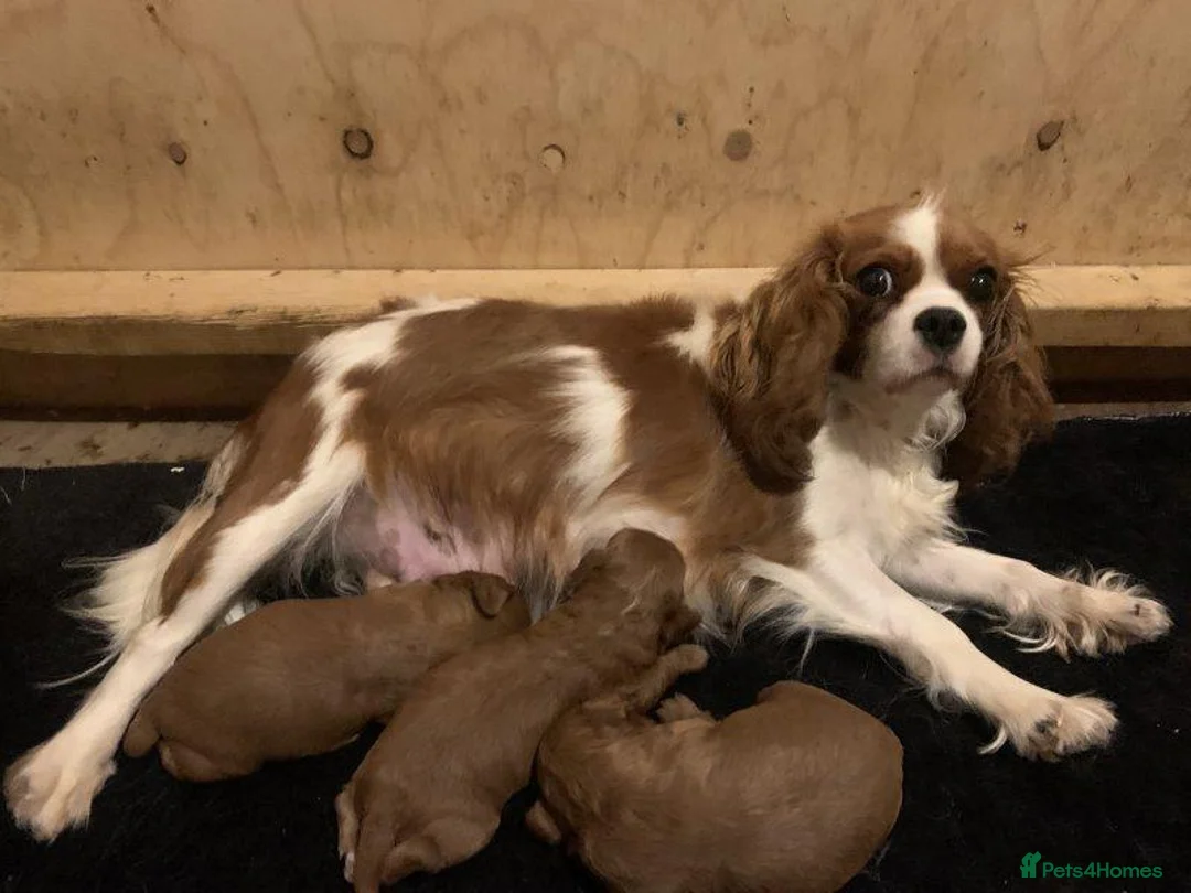 Cavapoo dogs for sale: GORGEOUS RED CAVAPOO PUPPIES in London - Advert 2