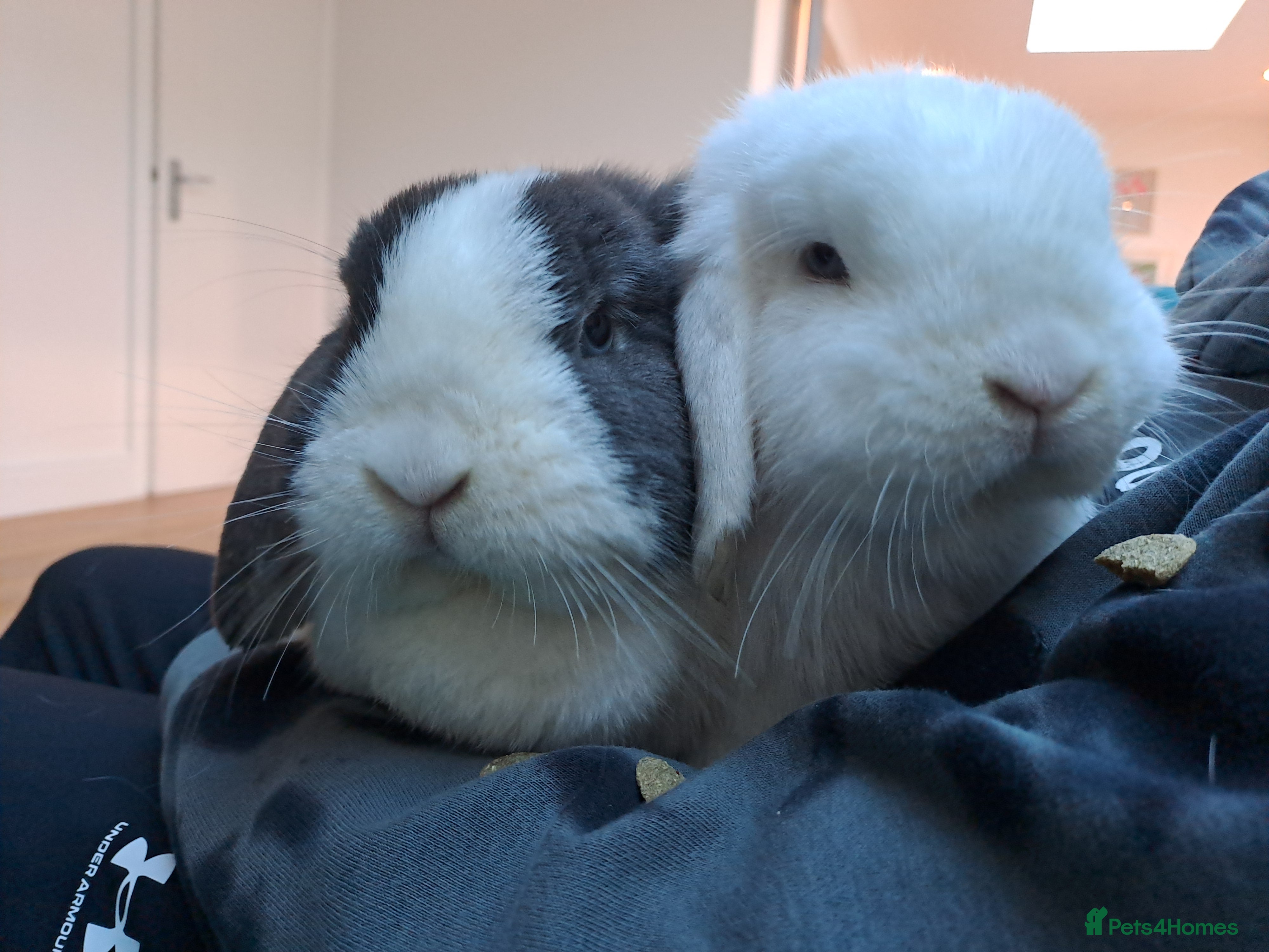 Mini Lop rabbits Male (Neutered) & Female Mini Lops (Very friendly) - Advert 1