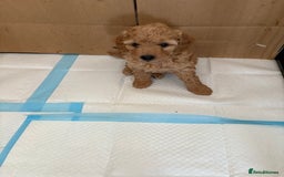 Miniature Poodle dogs for sale: Omg these Beautiful Litter Red Miniature Poodles  - Image 11