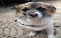 Mixed Breed dogs for sale: Hi selling my male chi,jackrusell in Stevenage - Image 1