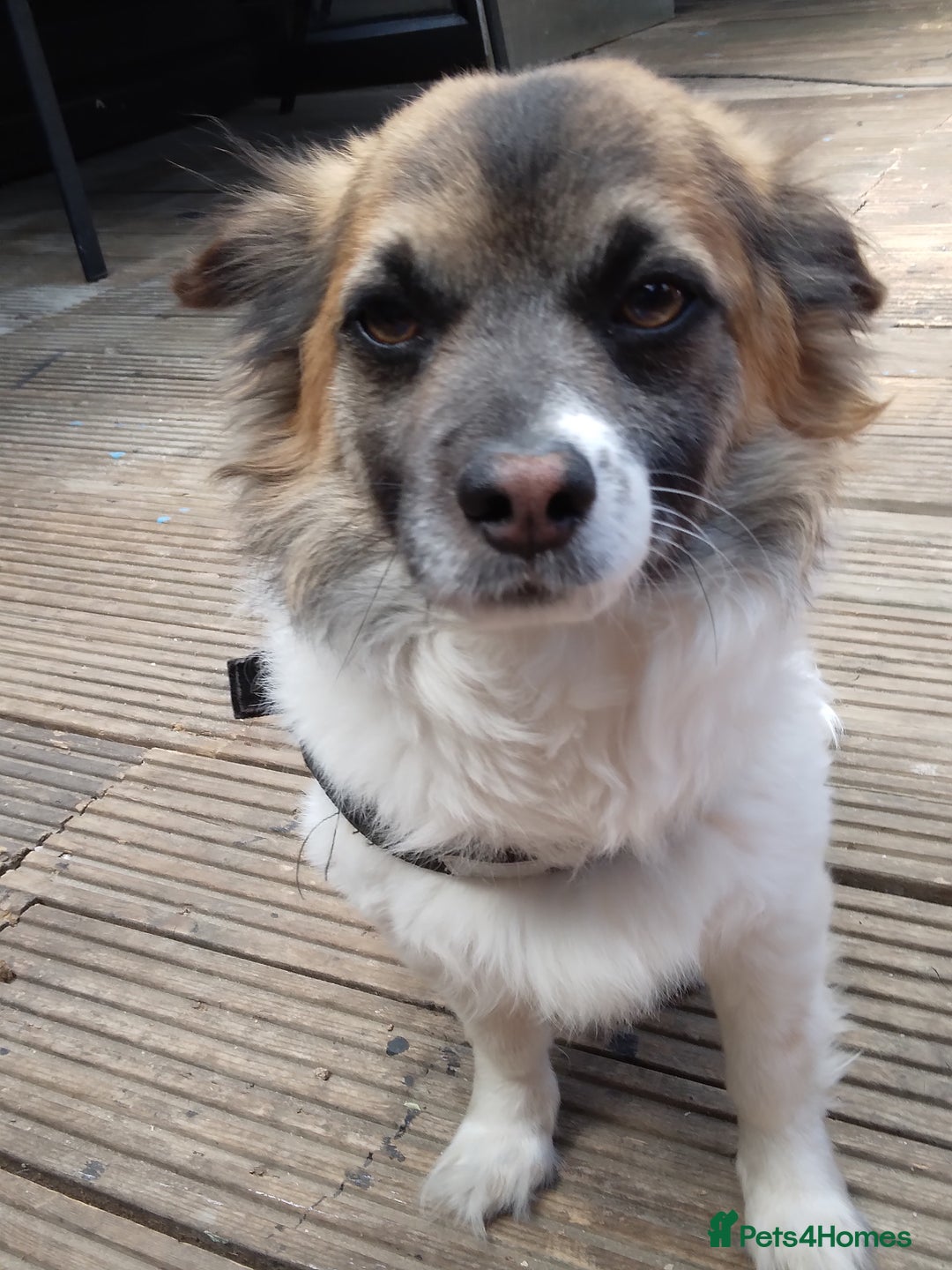 Mixed Breed dogs for sale: Hi selling my male chi,jackrusell in Stevenage - Image 1
