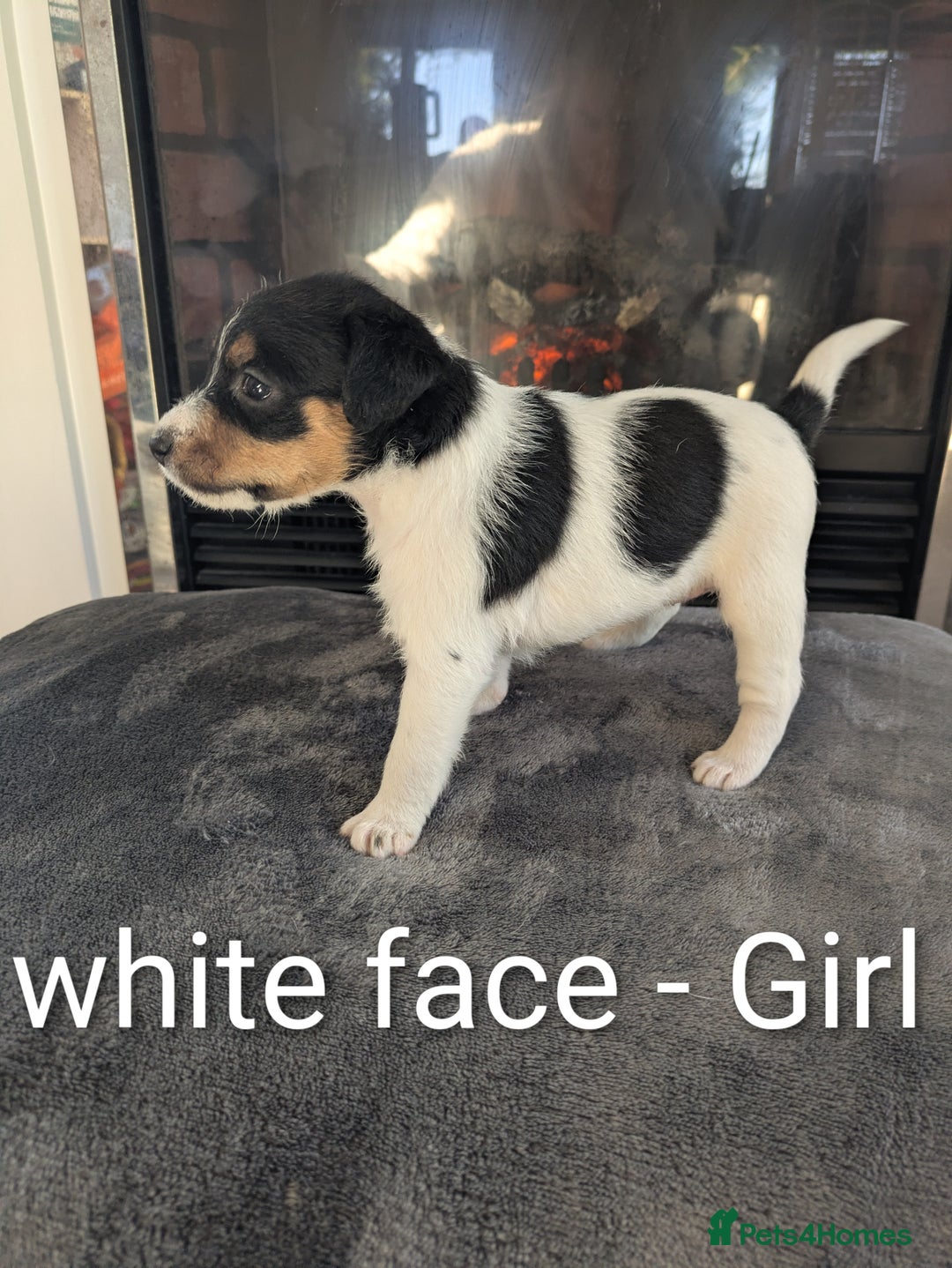 Jack Russell dogs for sale: Pure Jackrussells  - Advert 8