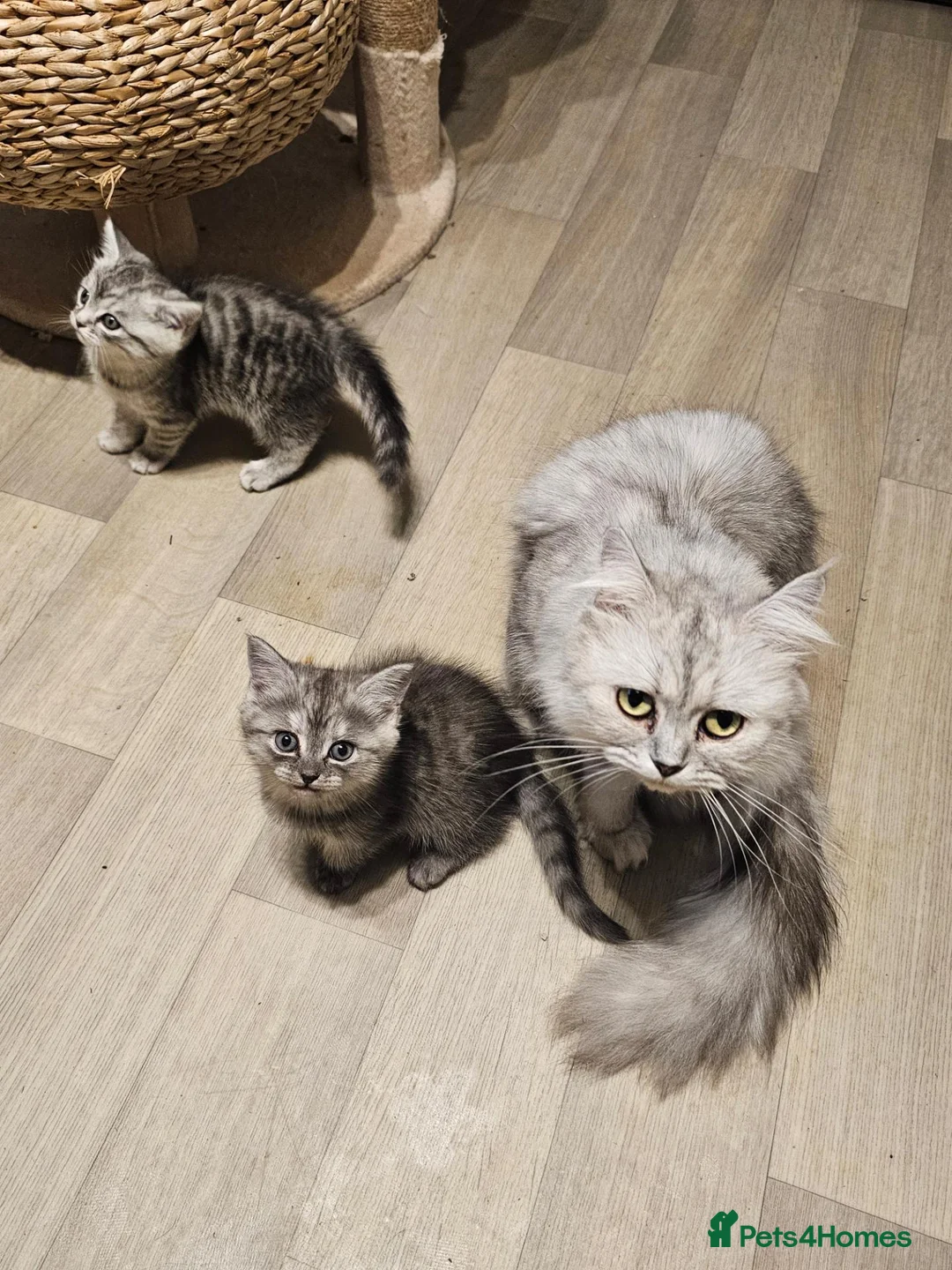 Mixed Breed cats for sale: Chinchilla persian cross kittens  - Advert 9