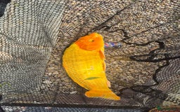 Koi Carp fish for sale: 8 x Koi Crap for Sale  - Image 5