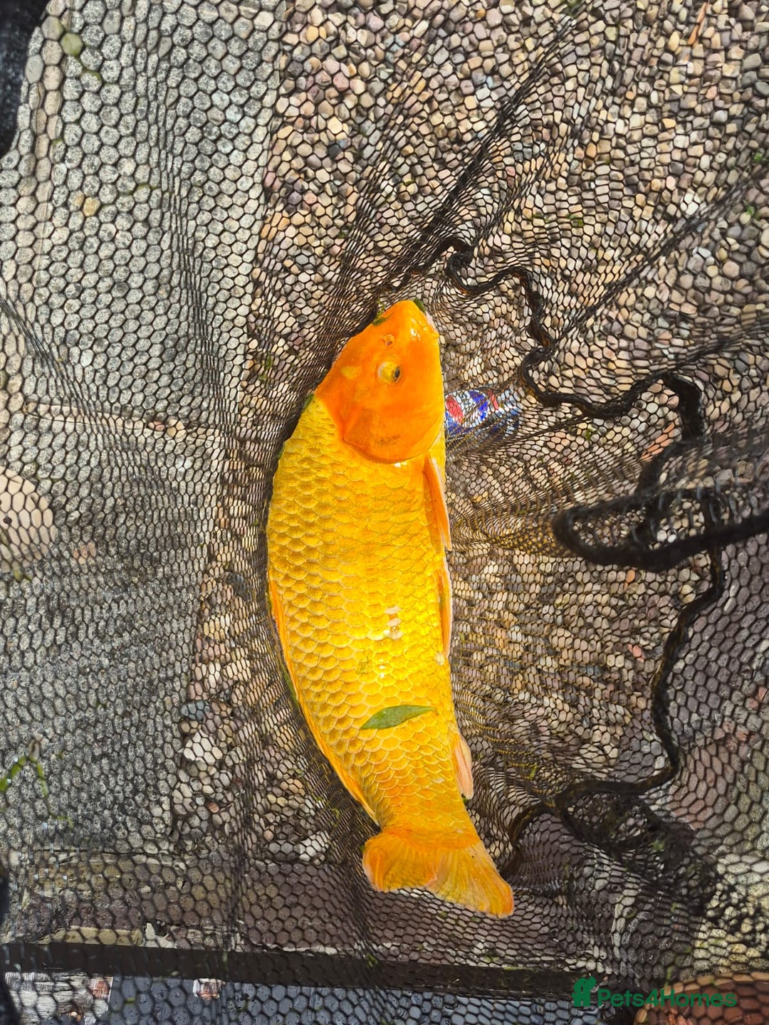 Koi Carp fish for sale: 8 x Koi Crap for Sale  - Image 5