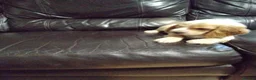 Cockapoo dogs for sale: Beautiful cockapoo puppies  - Advert 7