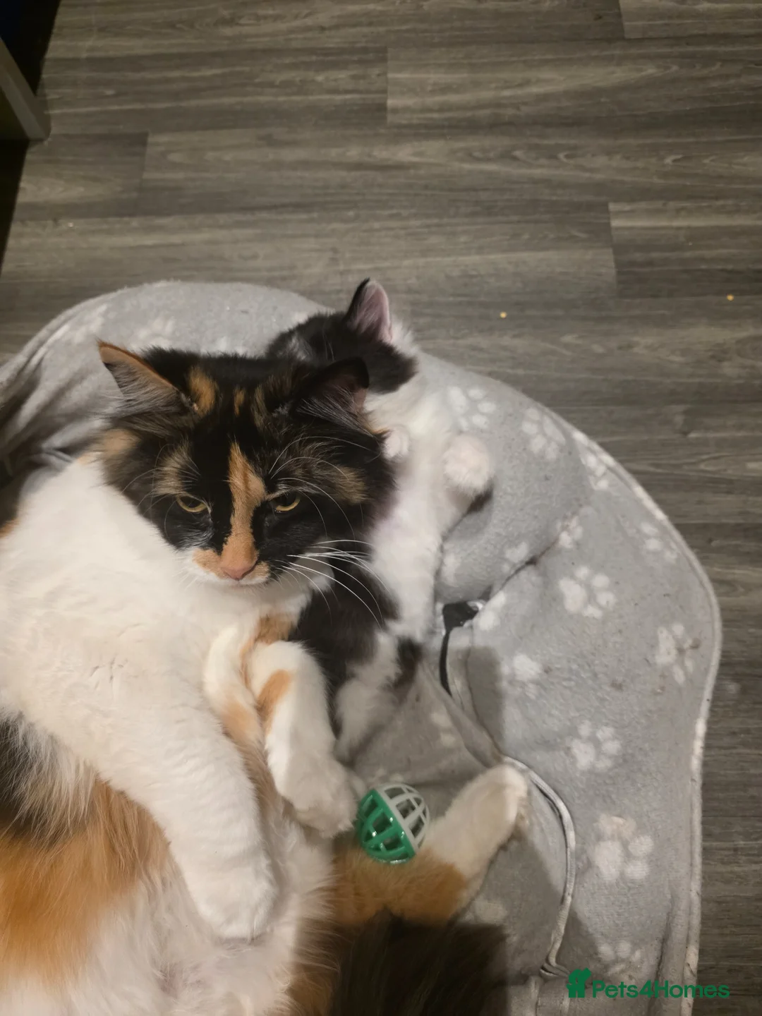 European cats for sale: 2 siblings looking for a forever home - Advert 2