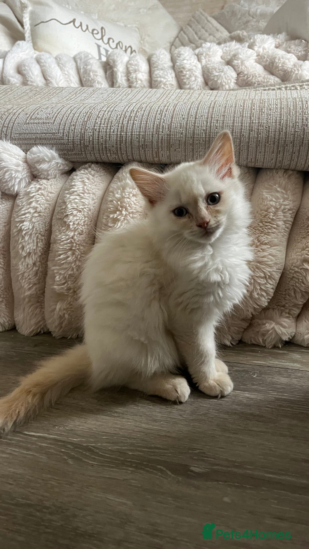 Ragdoll cats for sale: Beautiful ragdoll kittens - Image 9