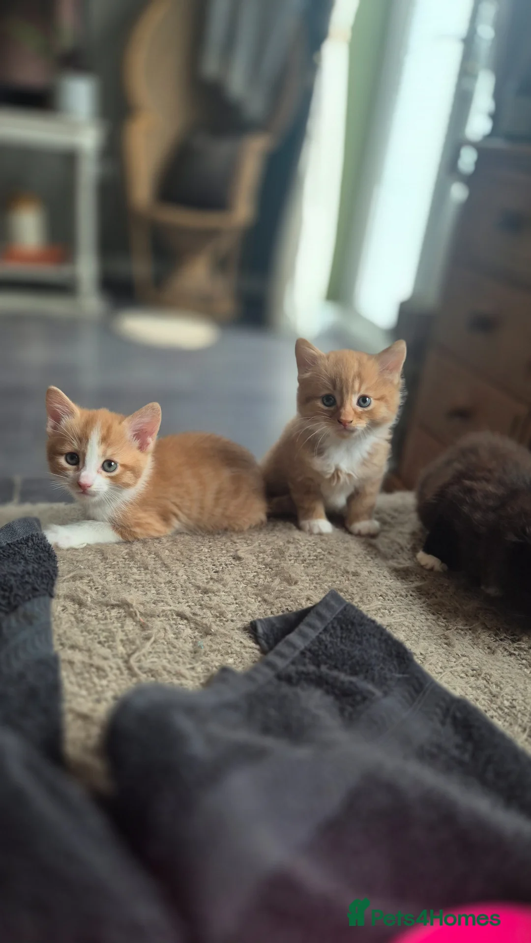 Mixed Breed cats for sale: Two ginger and white kittens  in Horsham - Advert 2