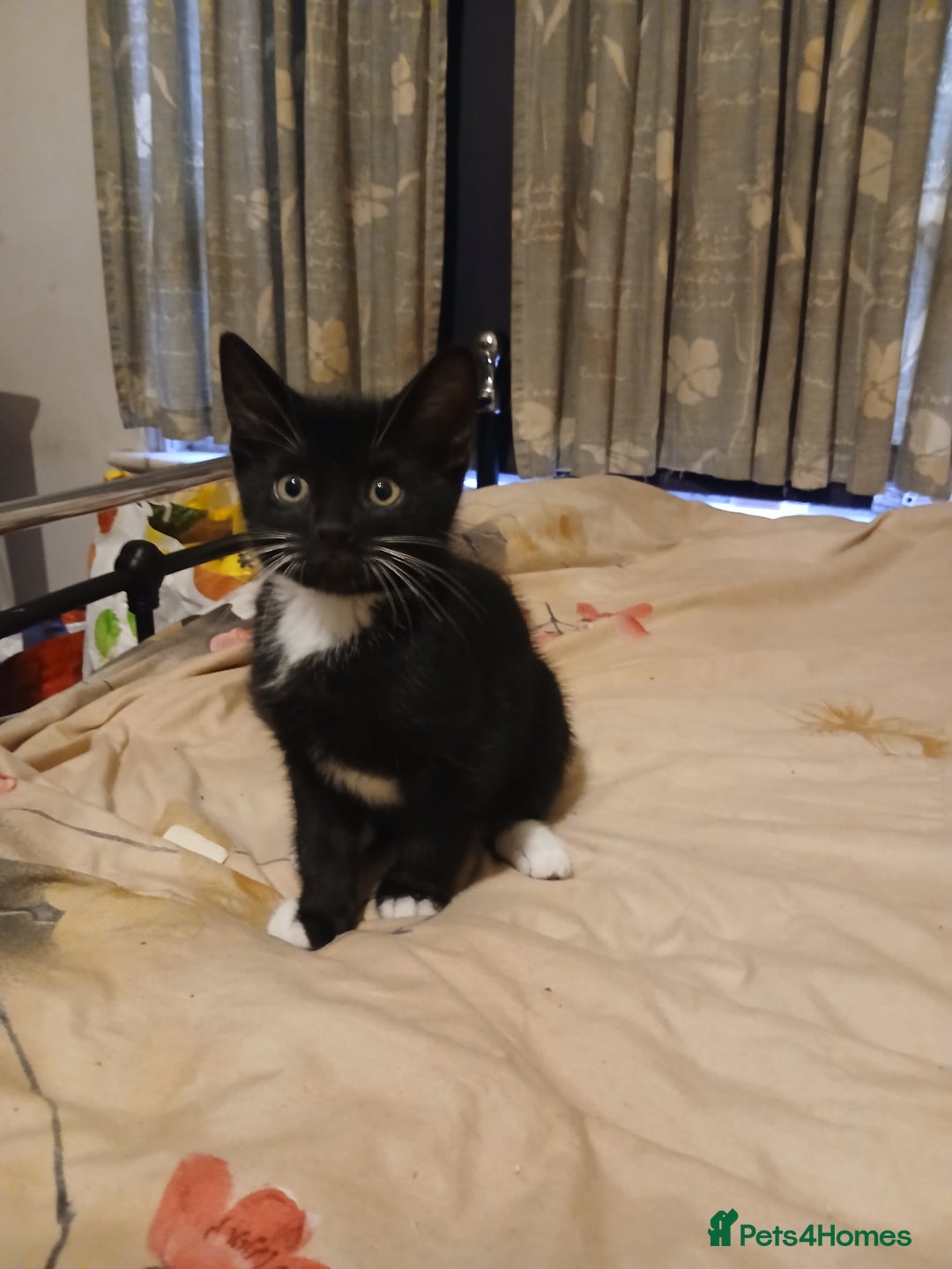 Mixed Breed cats for sale: Kittens for sale - Advert 7