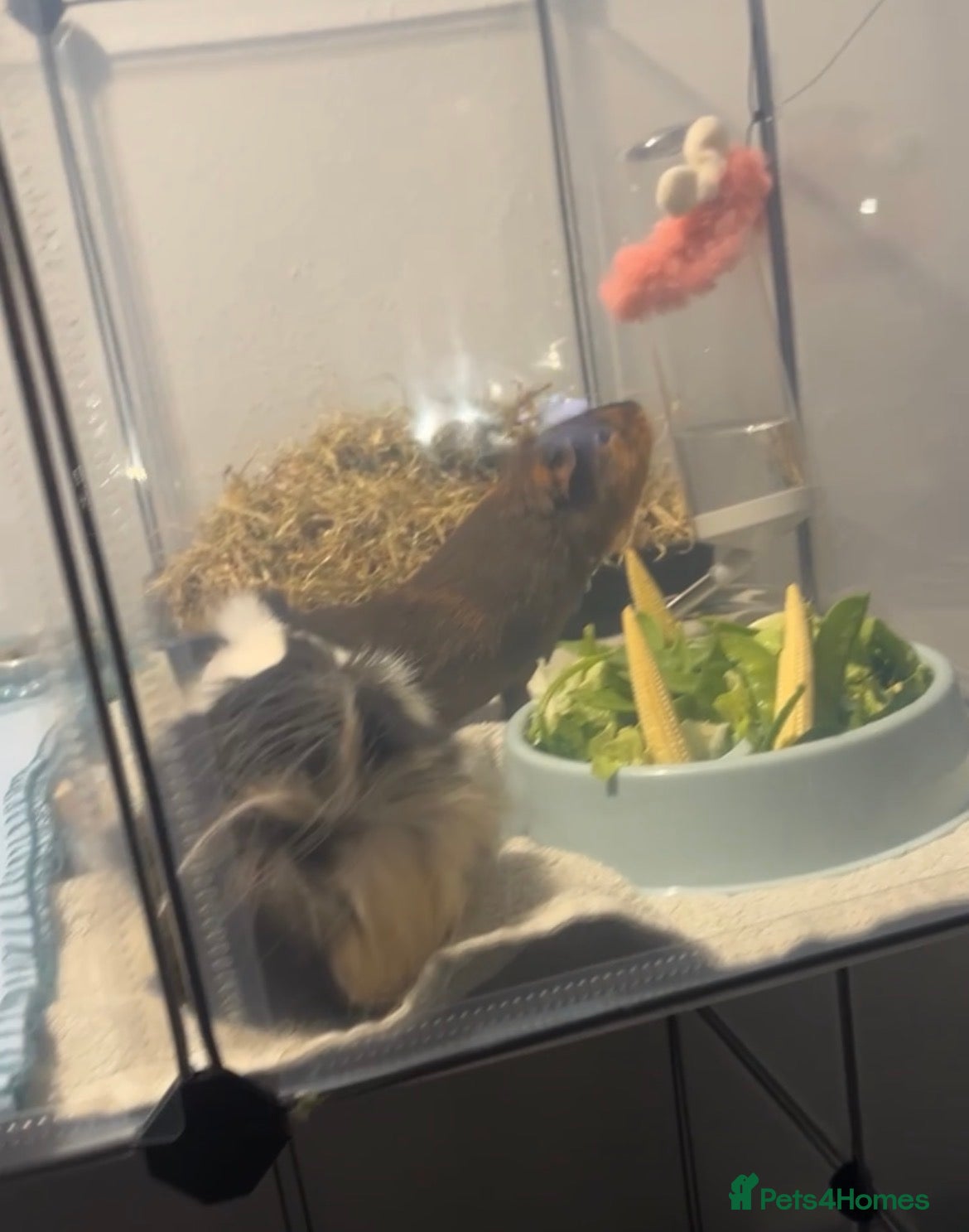 Guinea Pig rodents Two male bonded guinea pigs  - Advert 11