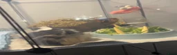 Guinea Pig rodents for sale: Two male bonded guinea pigs  - Advert 1
