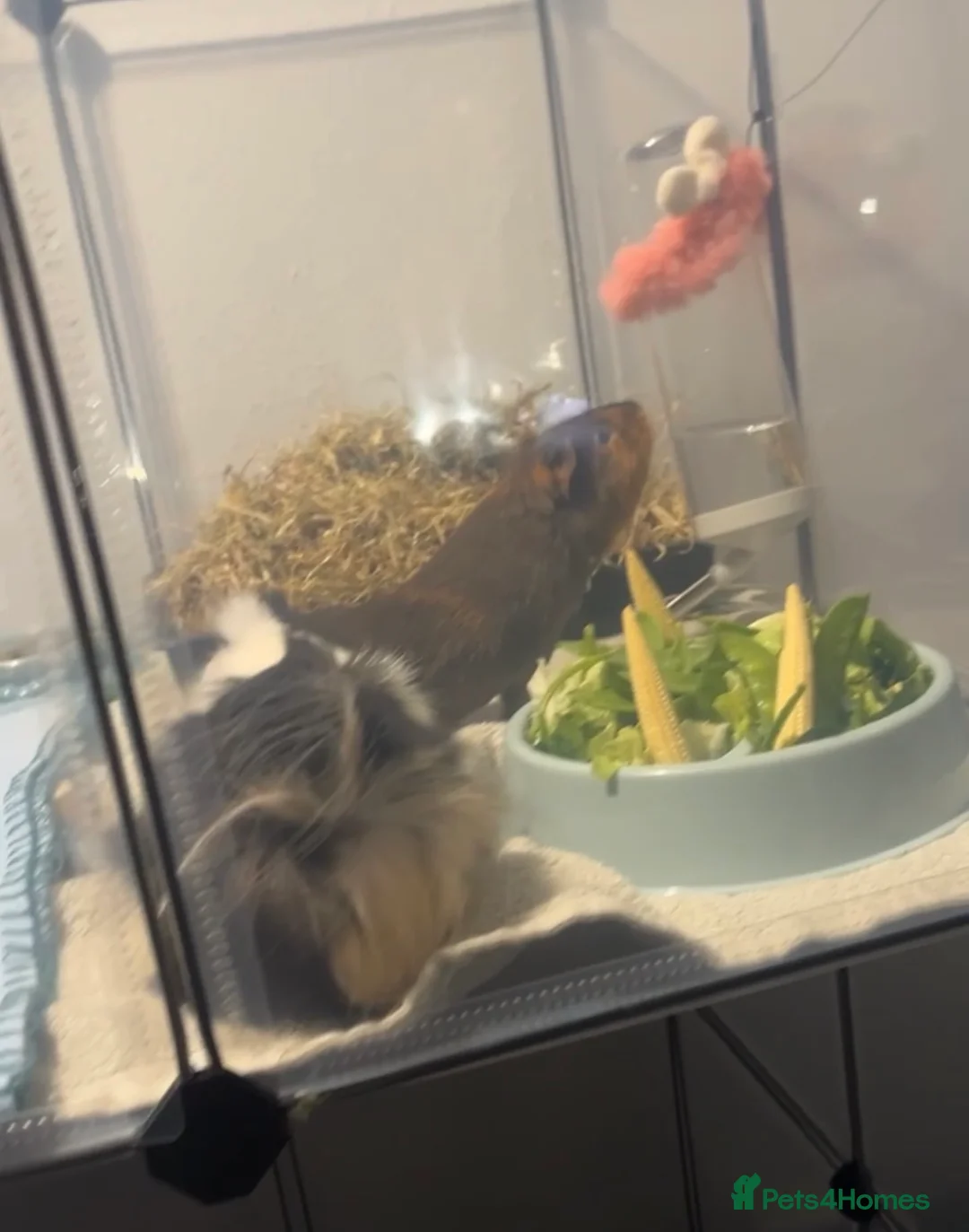 Guinea Pig rodents for sale: Two male bonded guinea pigs  - Advert 1