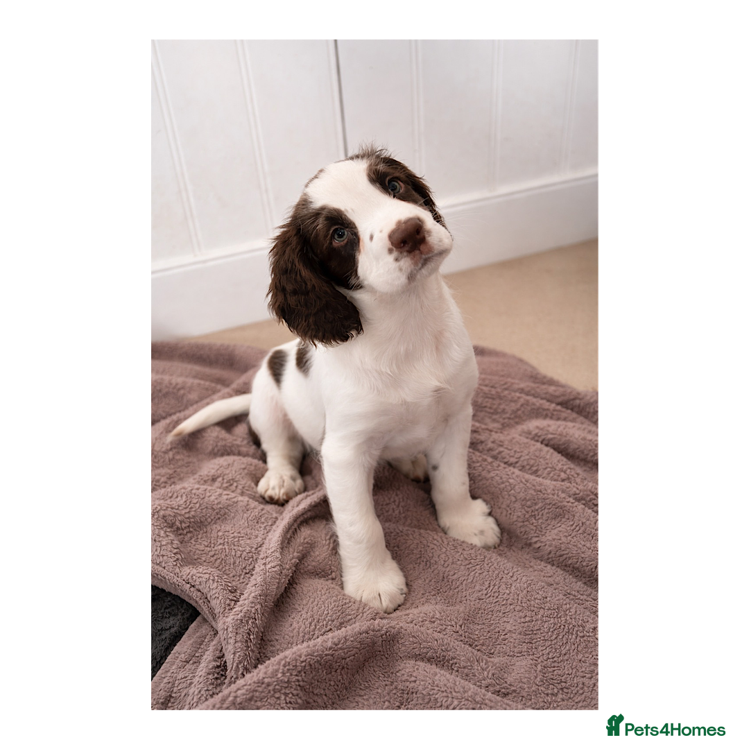 English Springer Spaniel dogs KC registered working line springer spaniel puppy  - Advert 17