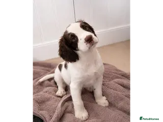 English Springer Spaniel dogs KC registered working line springer spaniel puppy - Advert 17