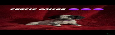 Purple collar 
