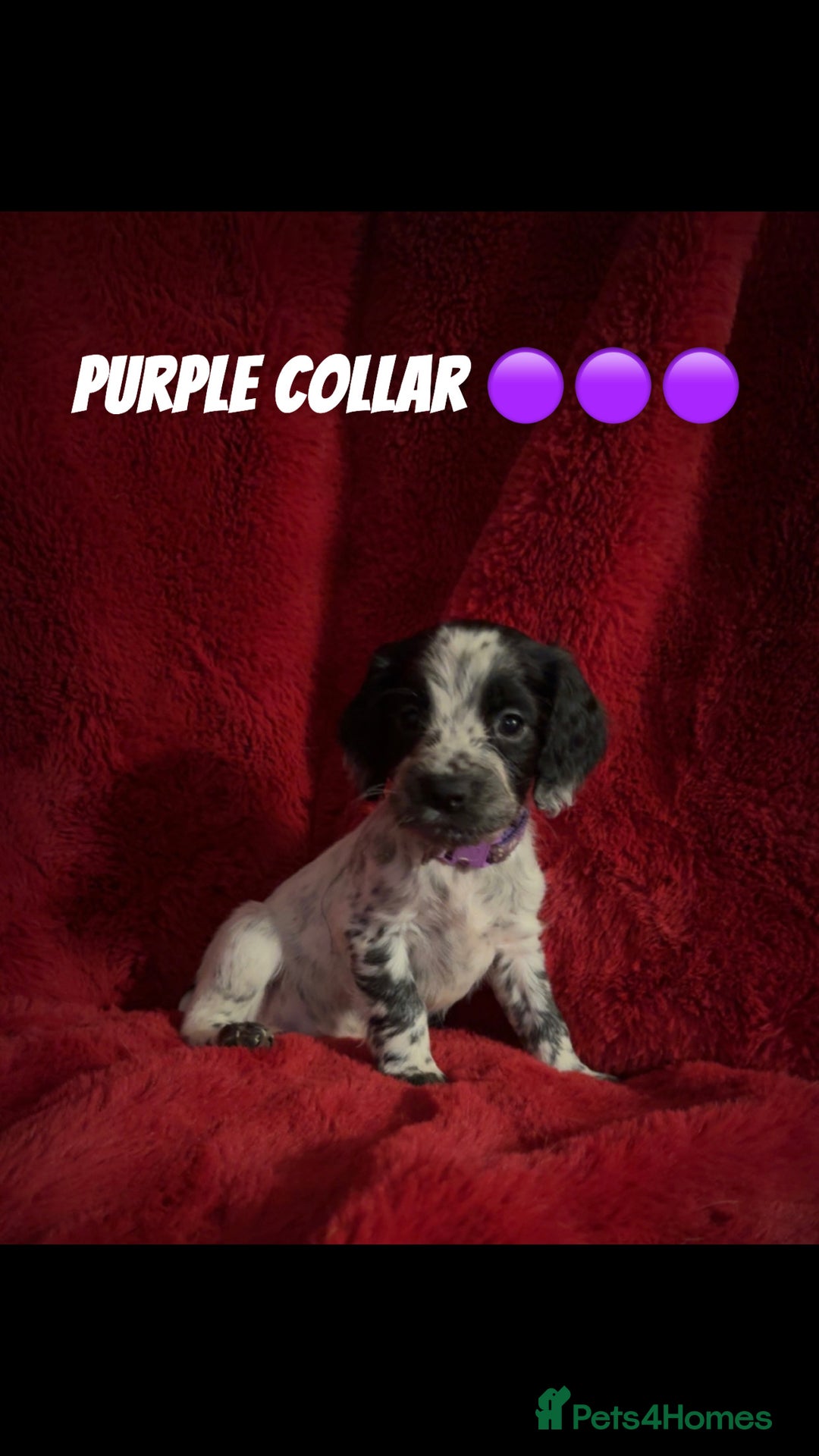 Cocker Spaniel dogs for sale: Working cocker spaniel puppies  - Advert 2
