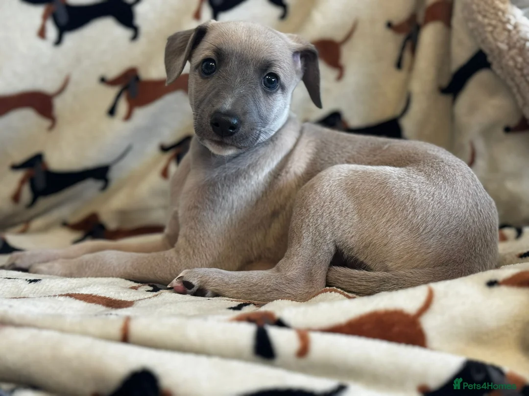 Whippet dogs for sale: Kennel club registered whippets  - Advert 1