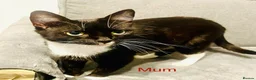 Mixed Breed cats for sale: One Gorgeous kitten  in Birmingham - Advert 5