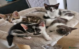 Mixed Breed cats for sale: READY NOW  - Image 1