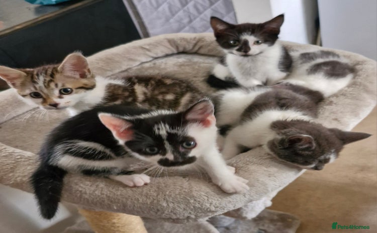Mixed Breed cats - Advert 1