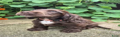 Cocker Spaniel 1