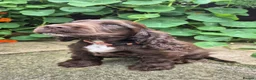 Cocker Spaniel dogs for sale: 1 Chocolate show type boy left - Advert 5