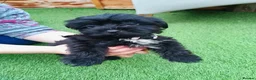 Yorkiepoo dogs for sale: Yorkepoo Male and Female very miniature breed - Advert 9