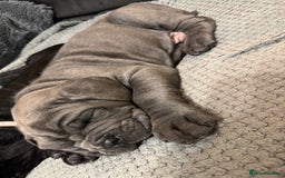 Mastiff dogs for sale: Mastiff puppies (Neapolitan) - Advert 13