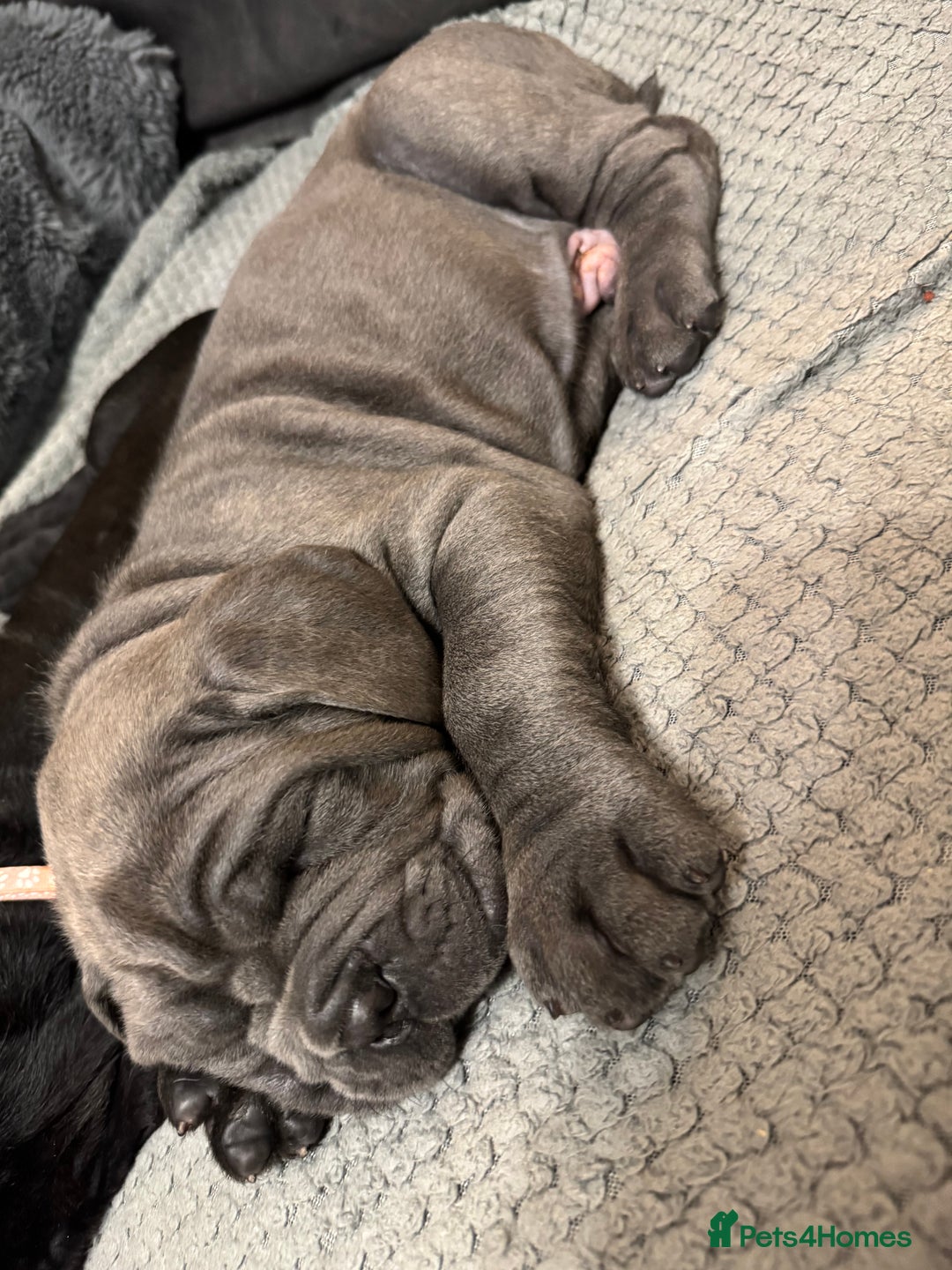 Mastiff dogs for sale: Mastiff puppies (Neapolitan) - Advert 13
