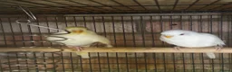 Budgerigars birds for sale: 5 beautiful baby budgies with a cage  - Advert 7