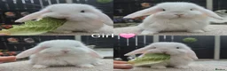 Mini Lop rabbits for sale: Mini lop Rabbit  - Advert 3