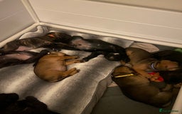 Mixed Breed dogs for sale: Old tyme bulldog in Shotts - Image 11