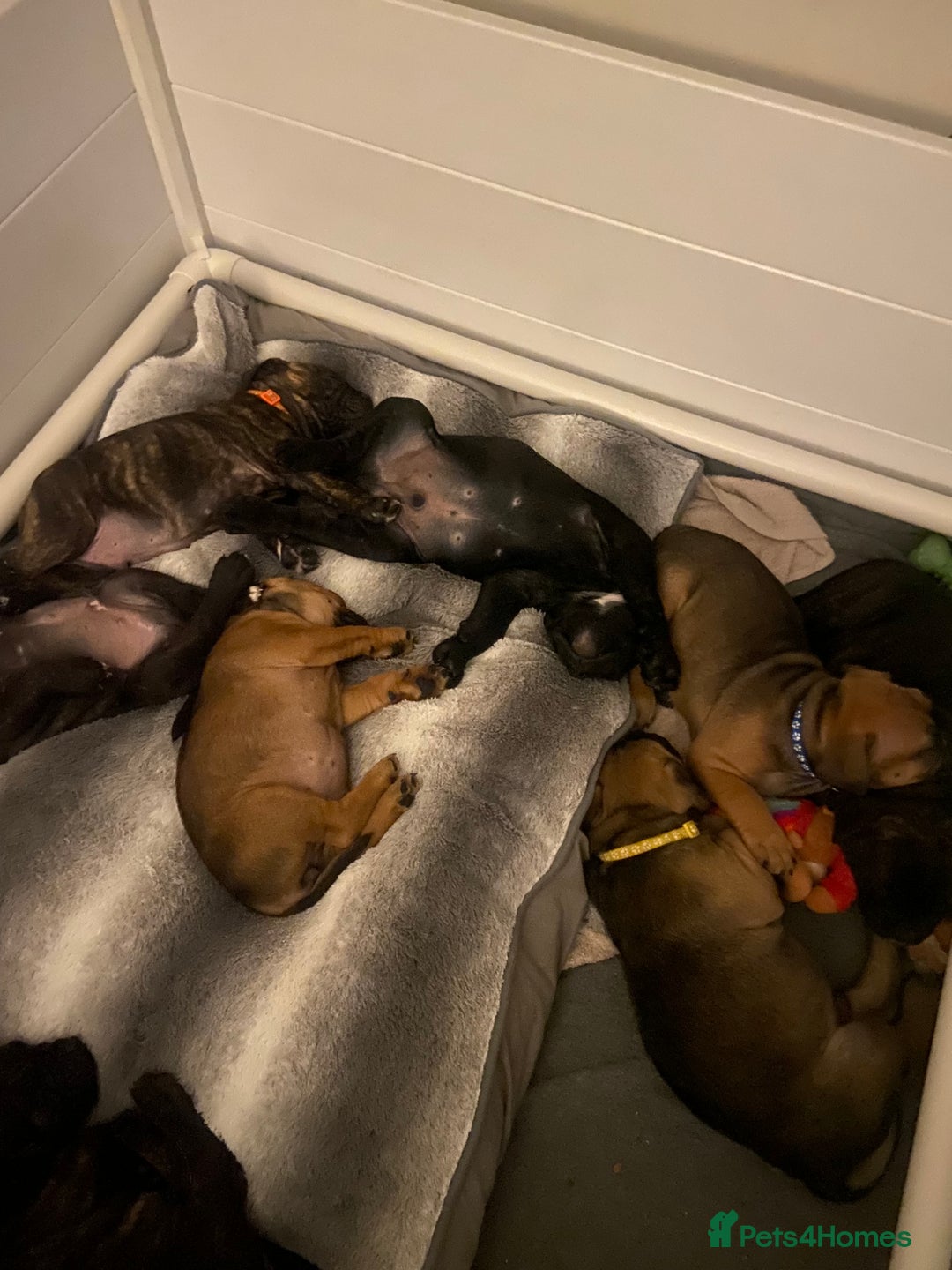 Mixed Breed dogs for sale: Old tyme bulldog in Shotts - Image 11