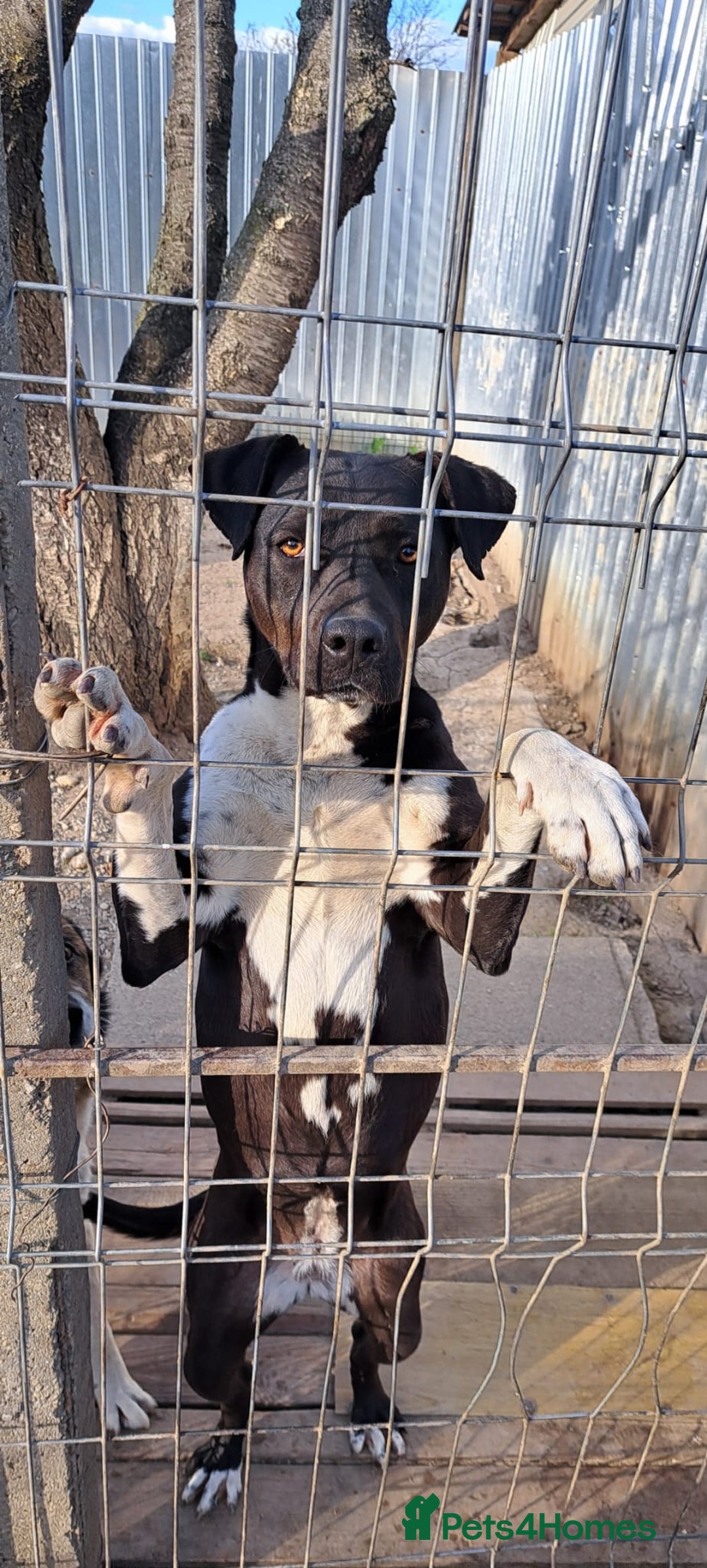 Mixed Breed dogs for adoption: LUCKY - a superb and gentle girl for a Loving Home - Image 2