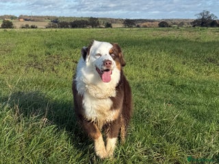 Miniature American Shepherd dogs Mini American Shepherd for Stud - Advert 1
