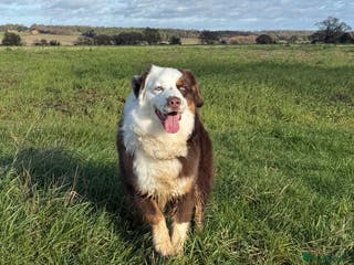 Miniature American Shepherd dogs for stud: Mini American Shepherd for Stud - Advert 1
