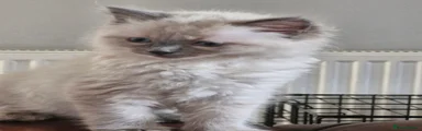 Ragdoll Kitten 3