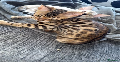 Bengal cats - Advert 9