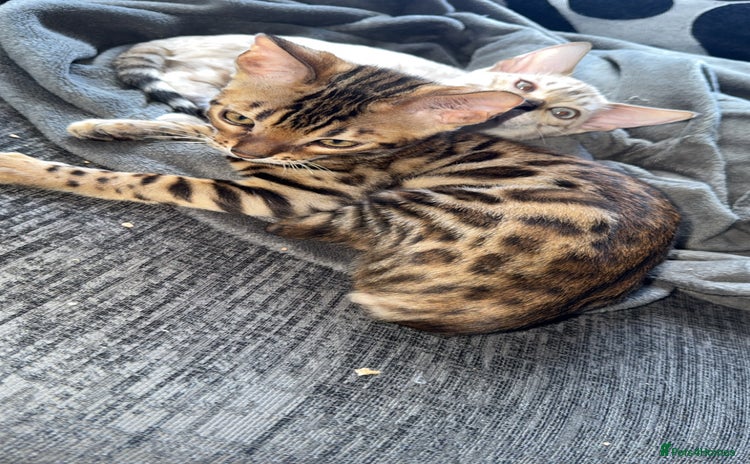 Bengal cats - Advert 3