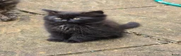 Mixed Breed cats for sale: Domestic longhair  in Bexleyheath - Advert 9