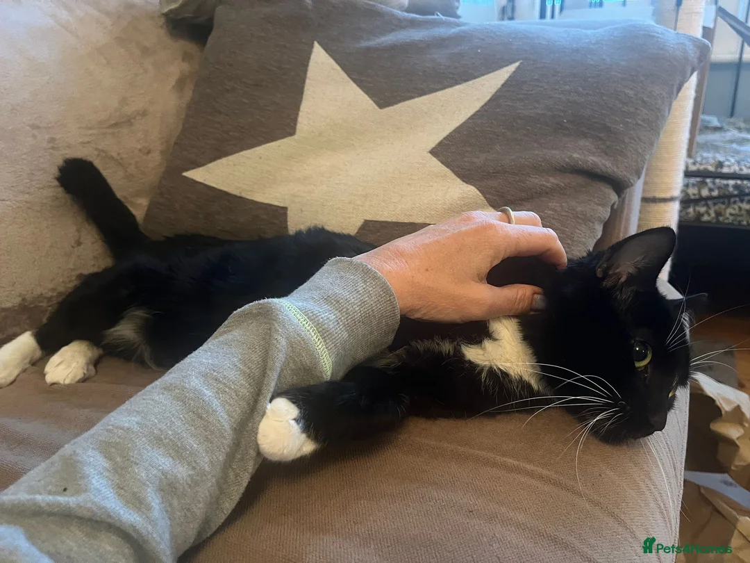 Domestic Shorthair cats for adoption: Ronnie, gentle 2 year old male - Advert 9