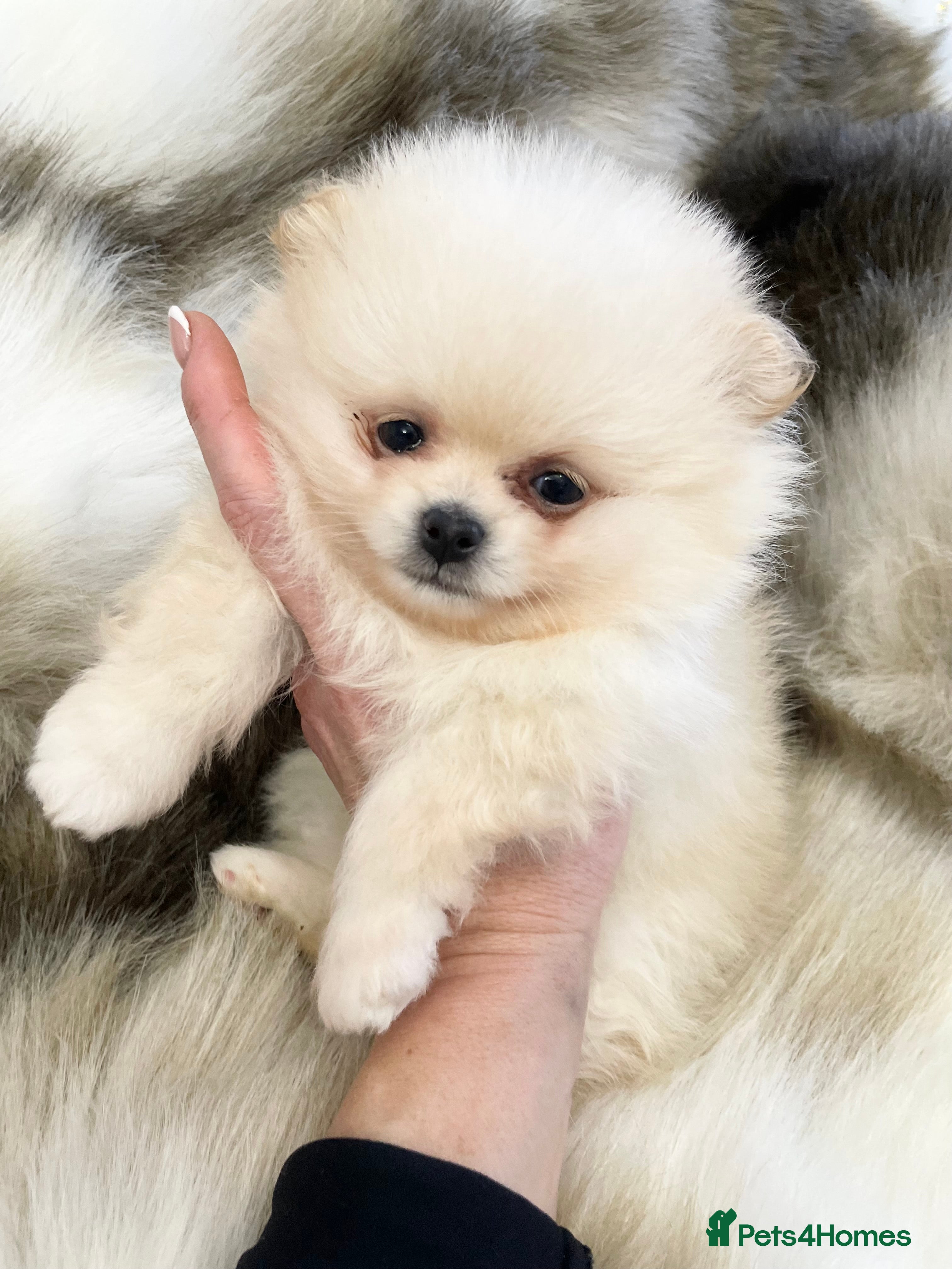 Pomeranian dogs OUTSTANDING KC POMERANIAN PUPPYS AVAILABLE  - Advert 13
