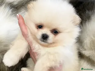 Pomeranian dogs TINY TEDDY KC POMERANIAN BOYS AVAILABLE - Advert 6