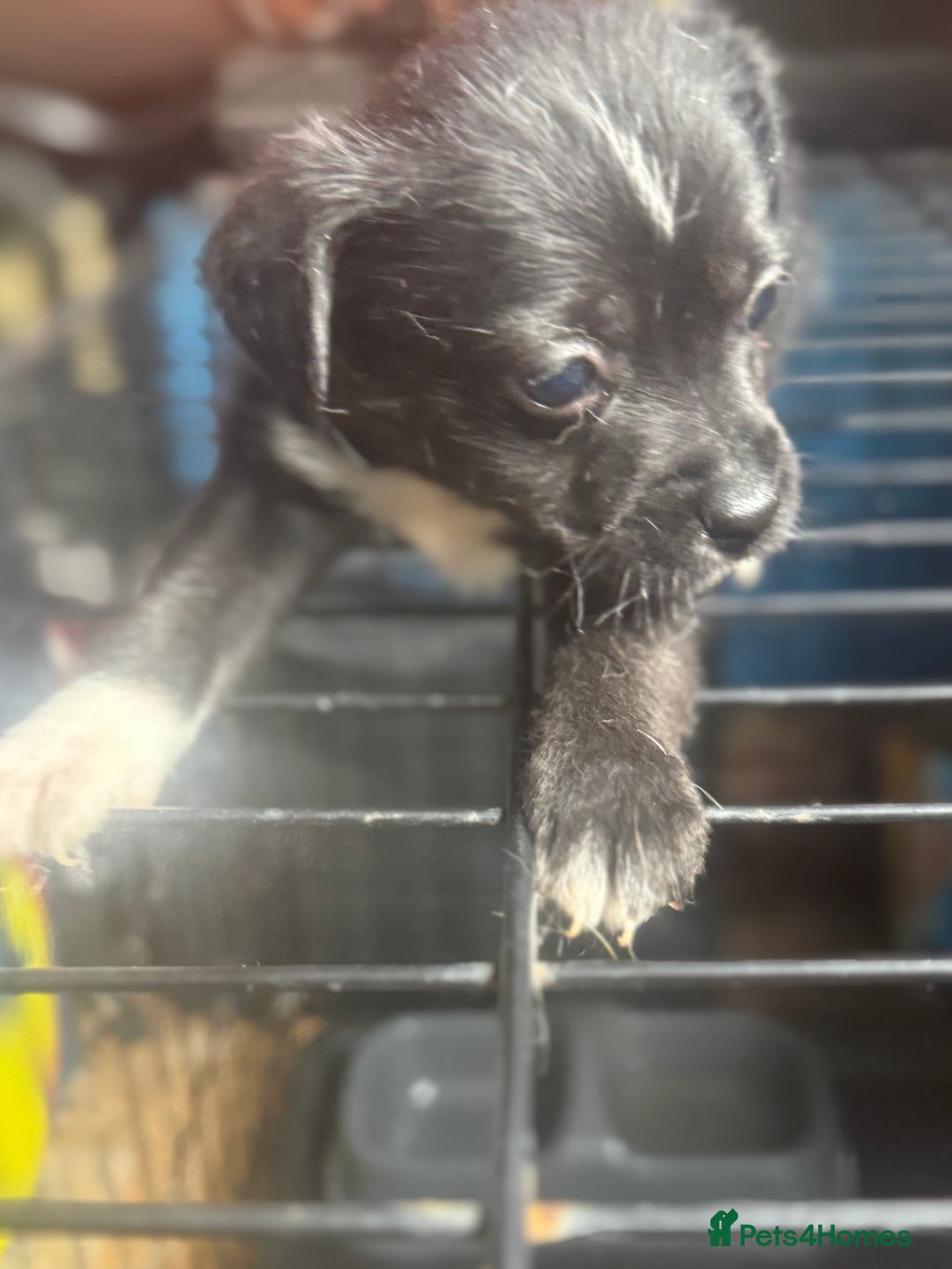 Mixed Breed dogs for sale: Jackahuahua - Image 5